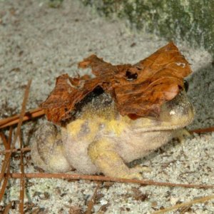 Spadefood toad playing peek-a-boo