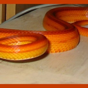 Hermes ~ Normal Stripe