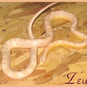 Zeus ~ Snow Hurricane Motley