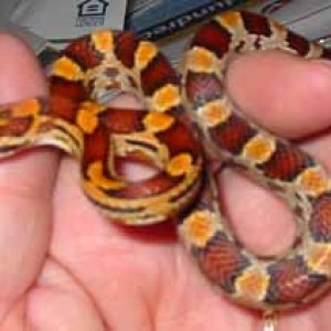 Jumanji ~ Okeetee