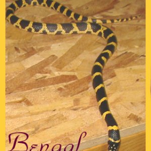 Bengal ~ Jurassic Milk