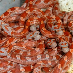 Hypomelanistic Blood Red Corns