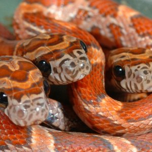 Sunkissed Corn Snakes