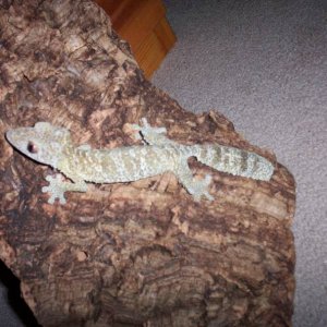 GIANT_female_Henkeli_leaf-tail