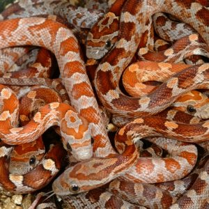 Hypomelanistic Upper Keys Corns
