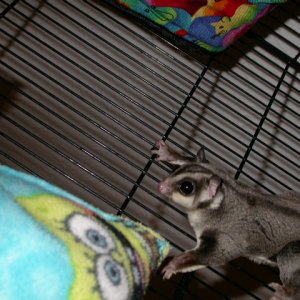 Stinky, my male sugar glider