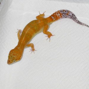 Lava, one of my males for 05