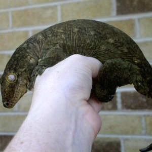 Male "cf" GT leachianus