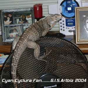 Cyan-Cyclura Lewisi hybrid