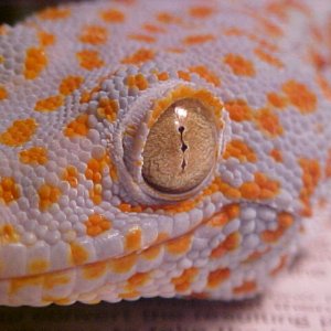 Male tokay