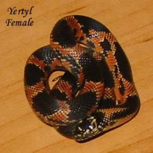 Yertyl - Just Hatched