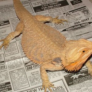Seymore