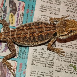 Baby Dragon
