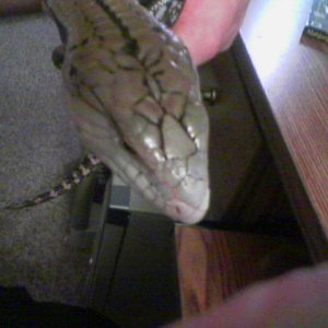 Indy the blue tongue skink