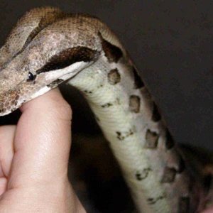 Pepper