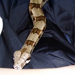 Pepper again