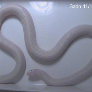 Satin11-10-04