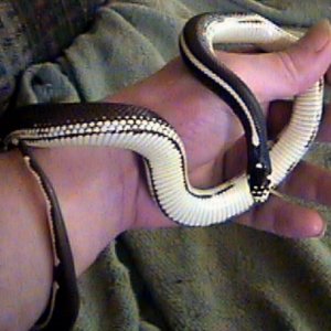 Banditbelly