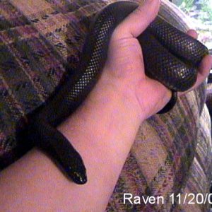 Raven11-20