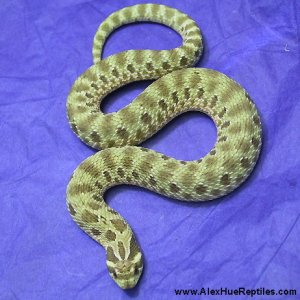 hoggie-7-25-04