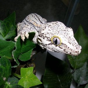 Gargoyle Gecko