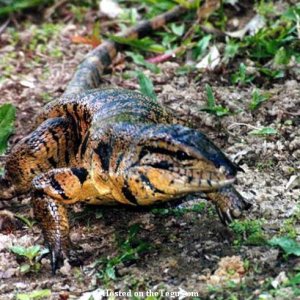 TeguLizardWalkingForward_sized