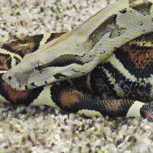 my female colombian bci pic 2