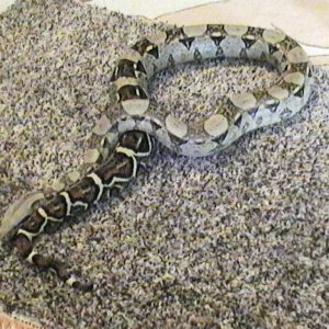 my female colombian bci pic 3
