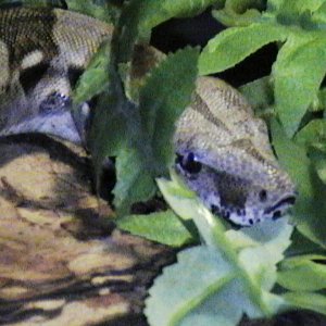 my male colombian bci pic 1