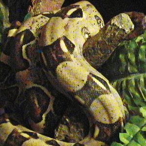 my male colombian bci pic 2