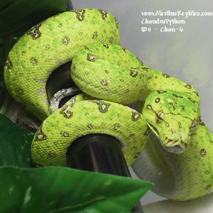 chon-6-2