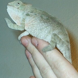 Female Tamatave