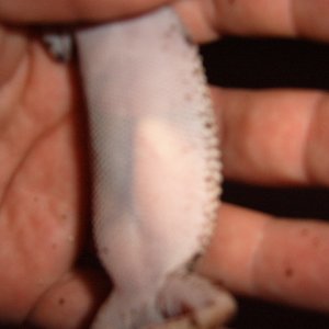 Gravid Female