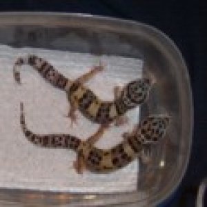 Babies het for patternless