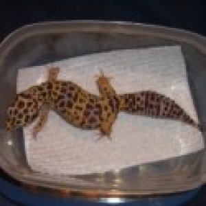 Another of my female breeders