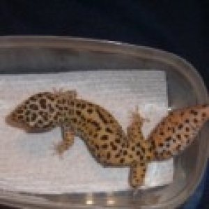 1 of the Male Breeders