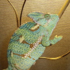 Female Veiled
