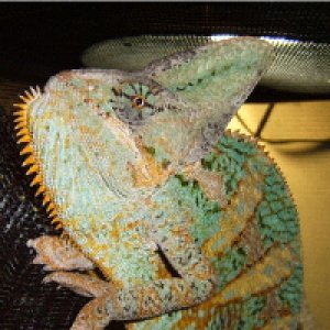 Male Veiled