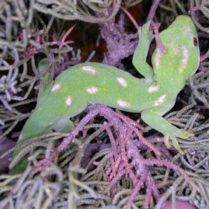 Naultinus grayii