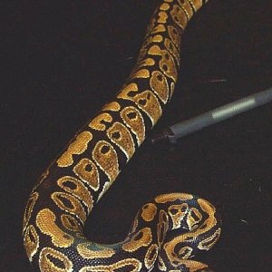 Nice Normal female