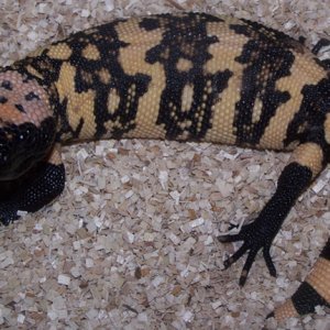 Baby Gila For Sale