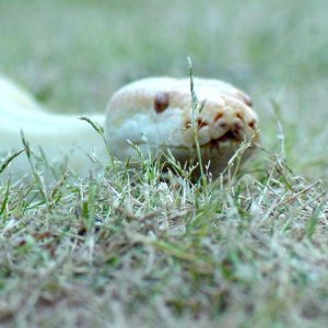Burm In The Grass