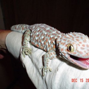 Tokay