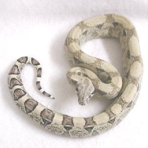 Anery Female