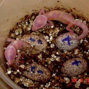 Leo Hatching