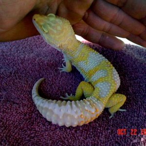 Jungle Albino