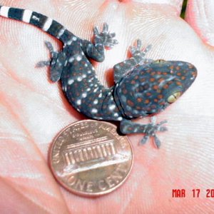 Tokay Hatchling