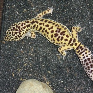 Female Leopard