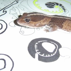 Striped African Fat Tailed Gecko