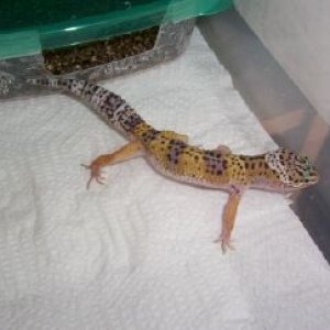 Het for tremper and patternless